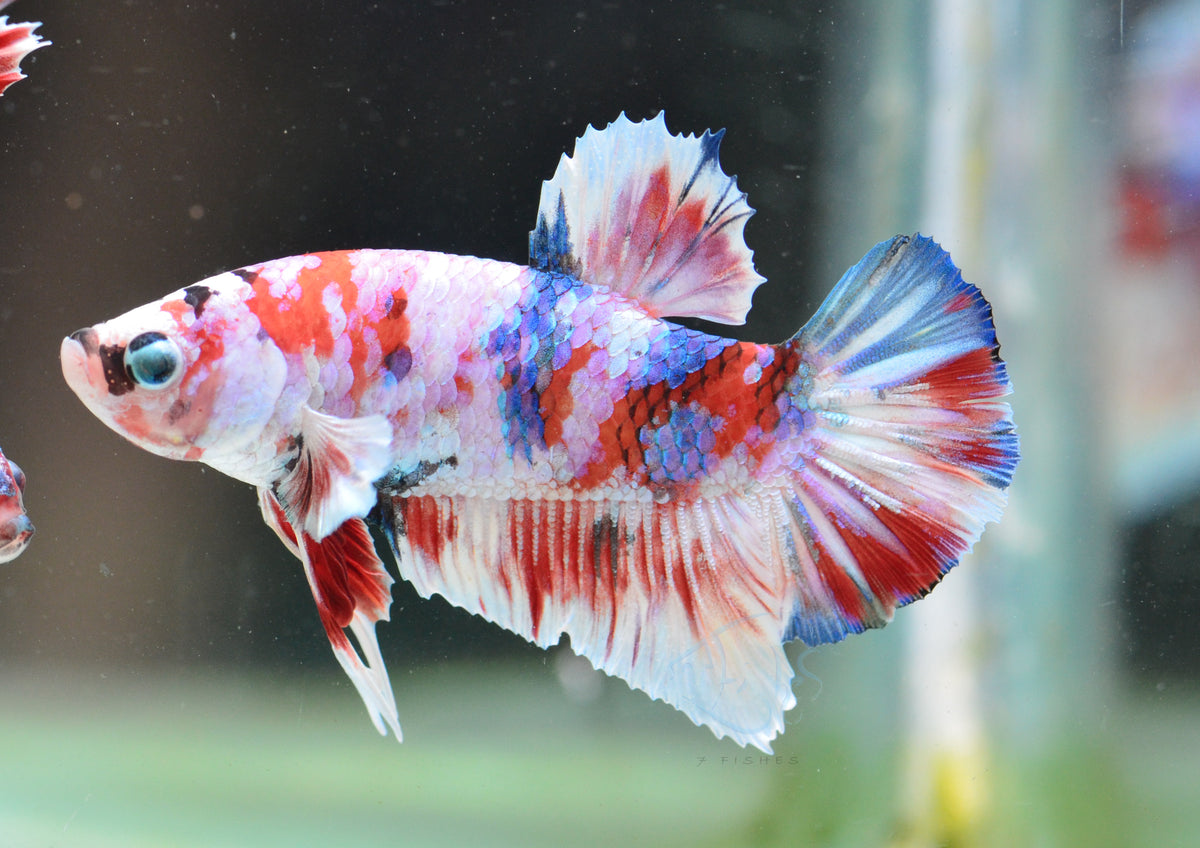 Red Snow Galaxy HMPK Male