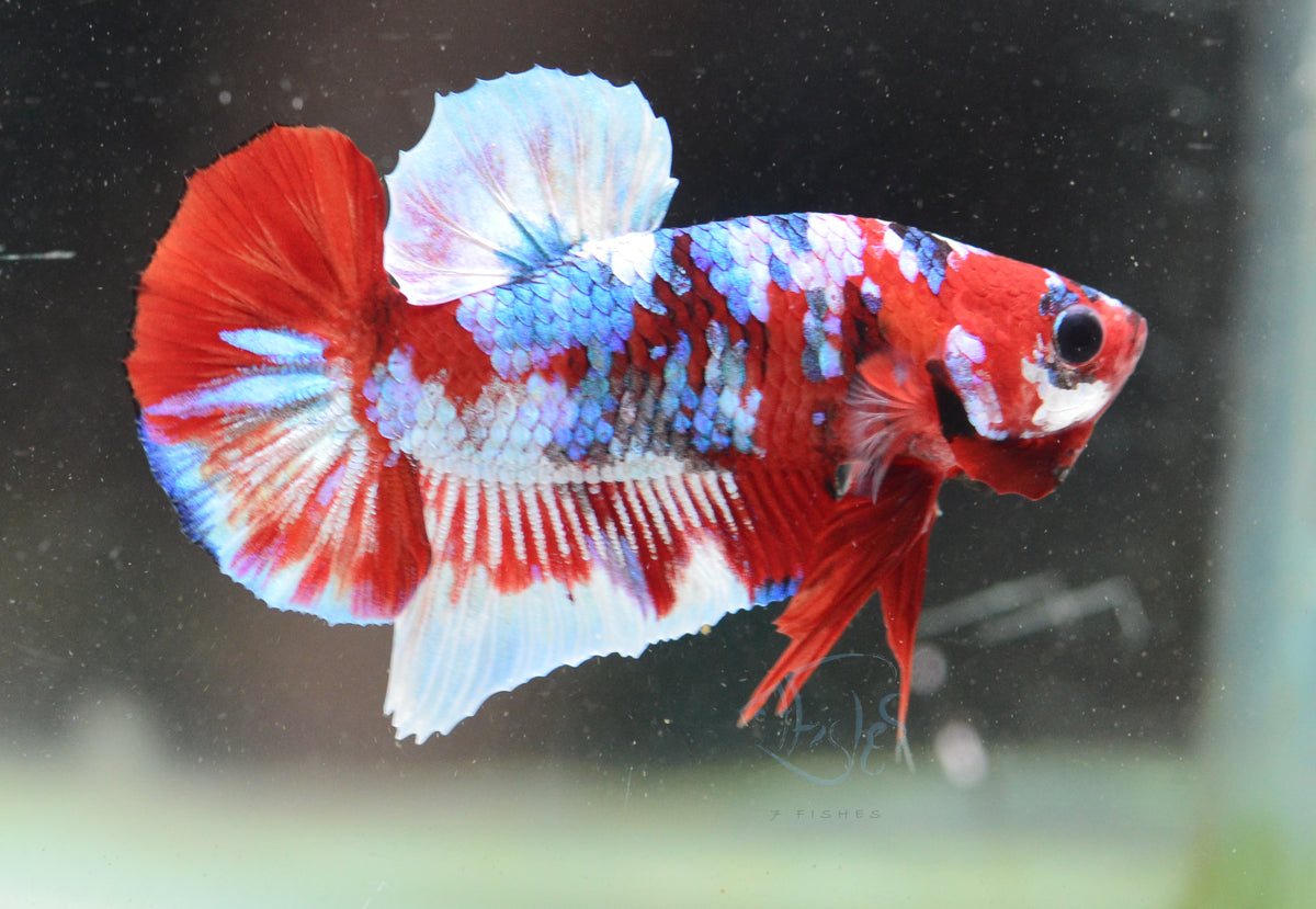 Red Snow Galaxy HMPK Male