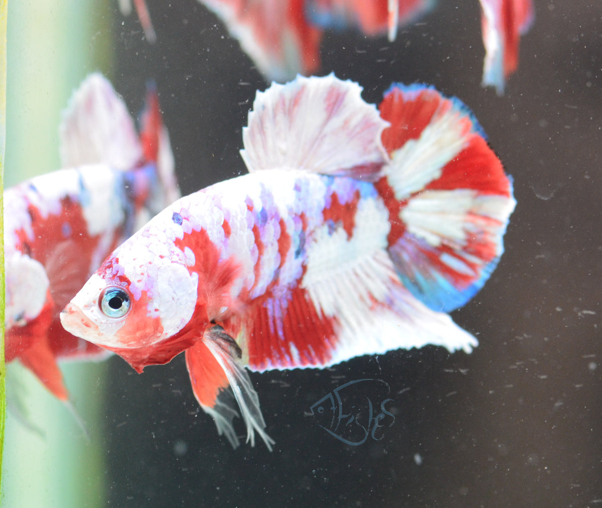 Red Snow Galaxy HMPK Male