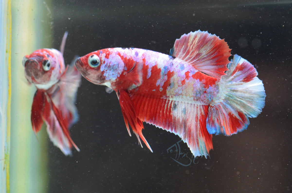 Red Snow Galaxy HMPK Male