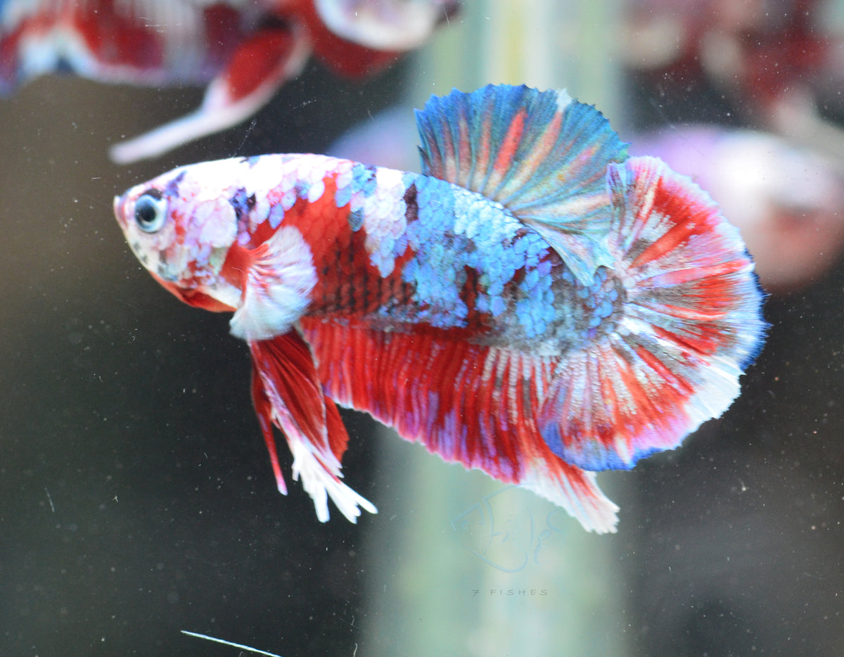 Red Snow Galaxy HMPK Male