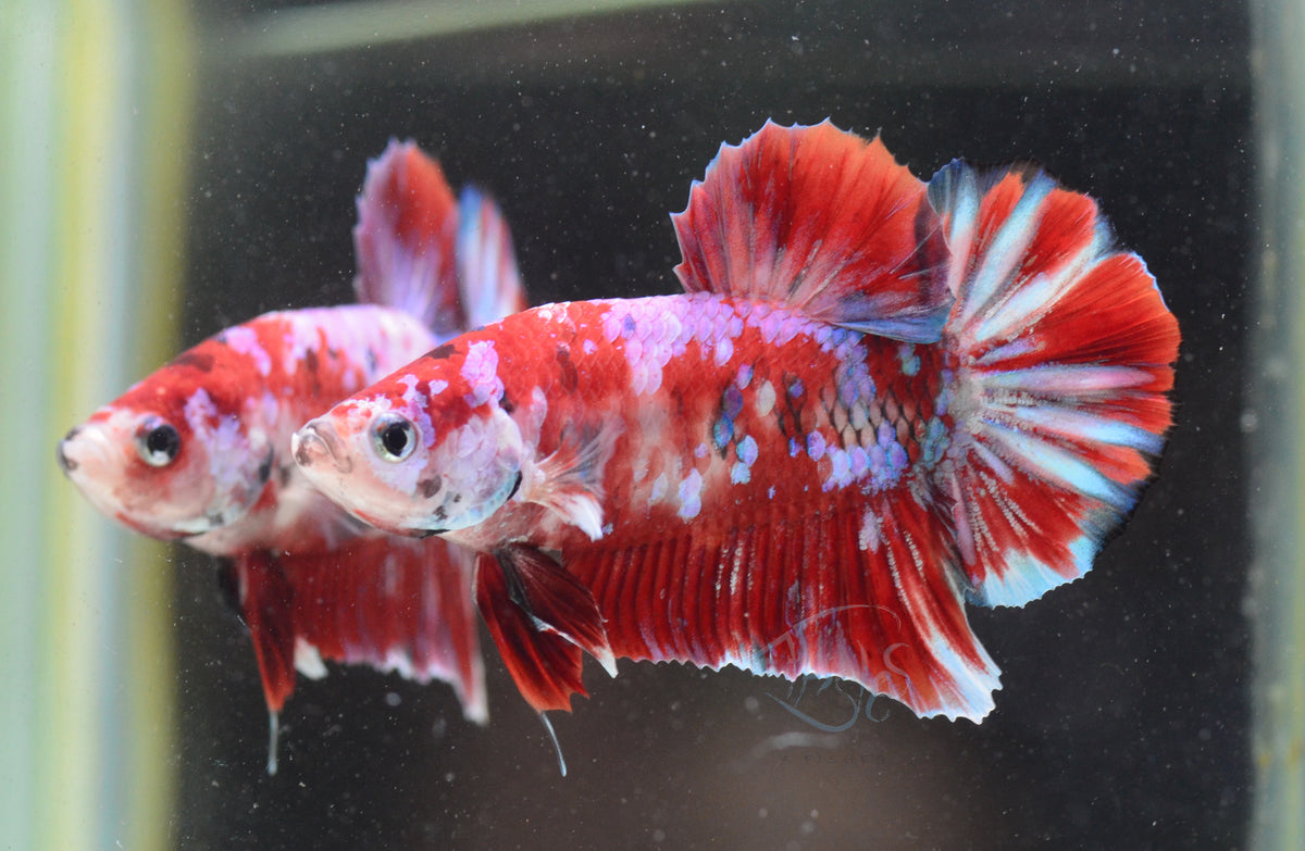 Red Snow Galaxy HMPK Male