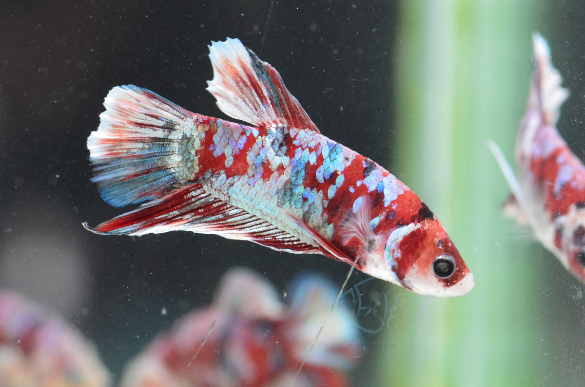 Red Snow Galaxy HMPK Male