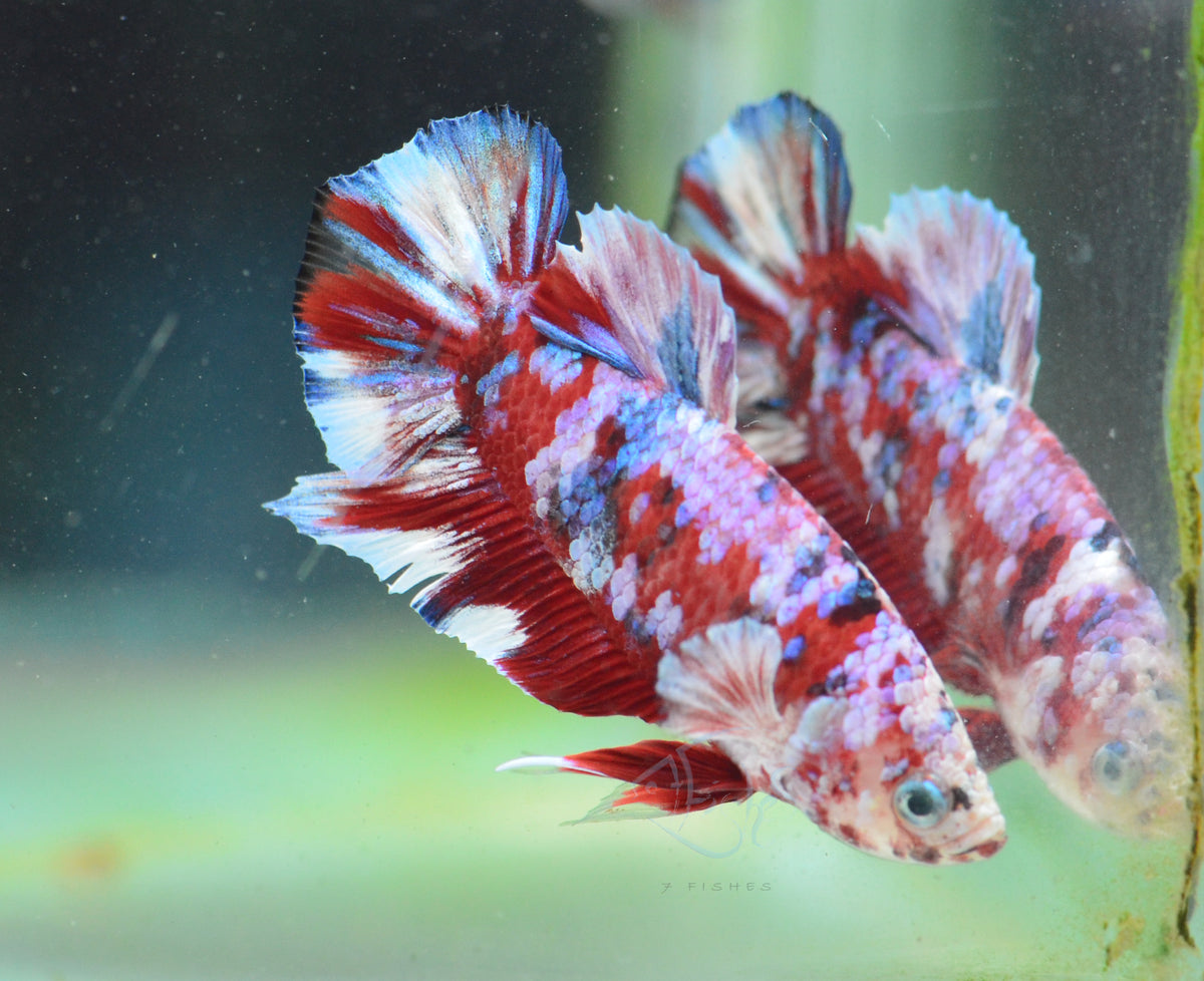 Red Snow Galaxy HMPK Male