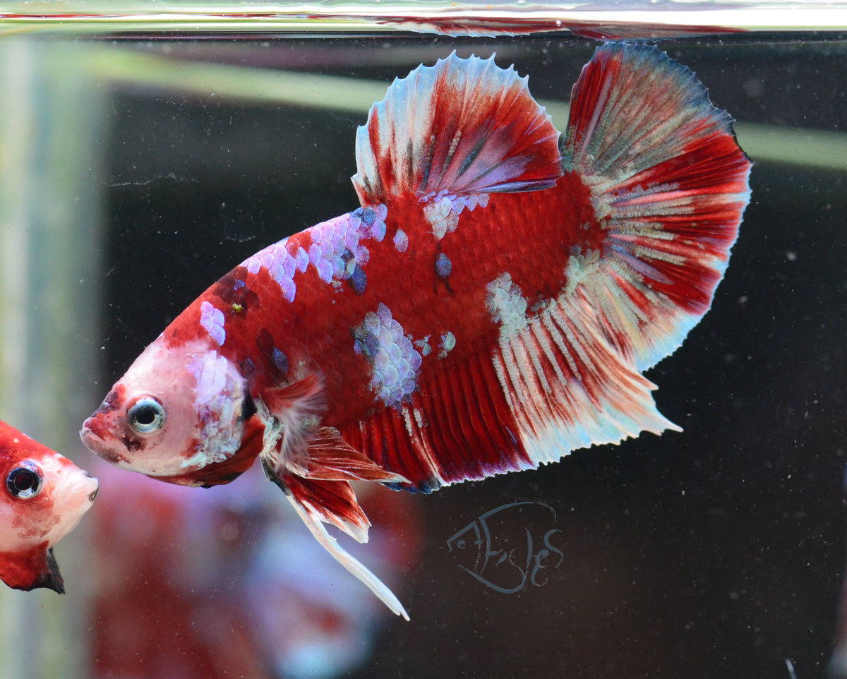 Red Snow Galaxy HMPK Male