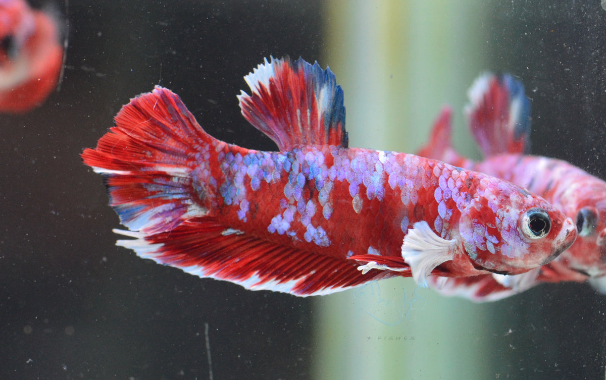 Red Snow Galaxy HMPK Male