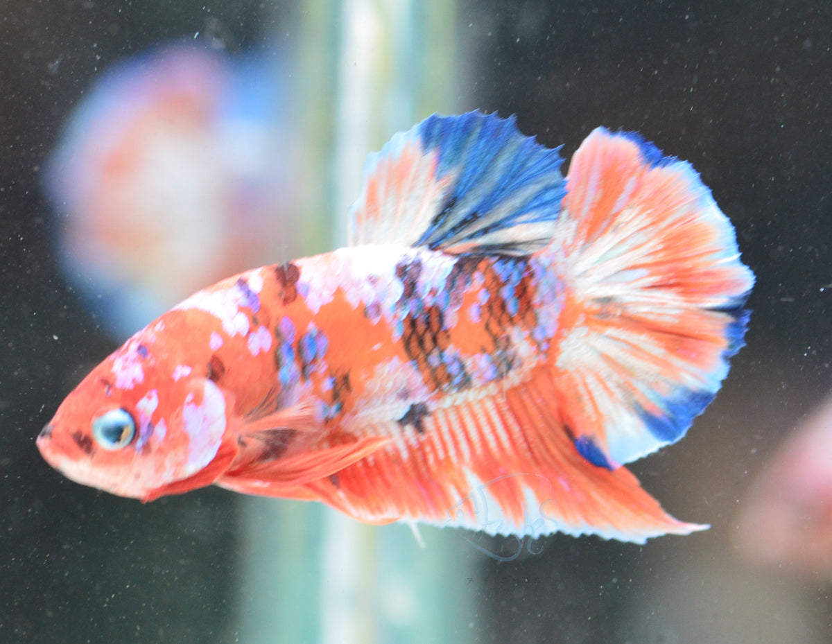 Red Snow Galaxy HMPK Male