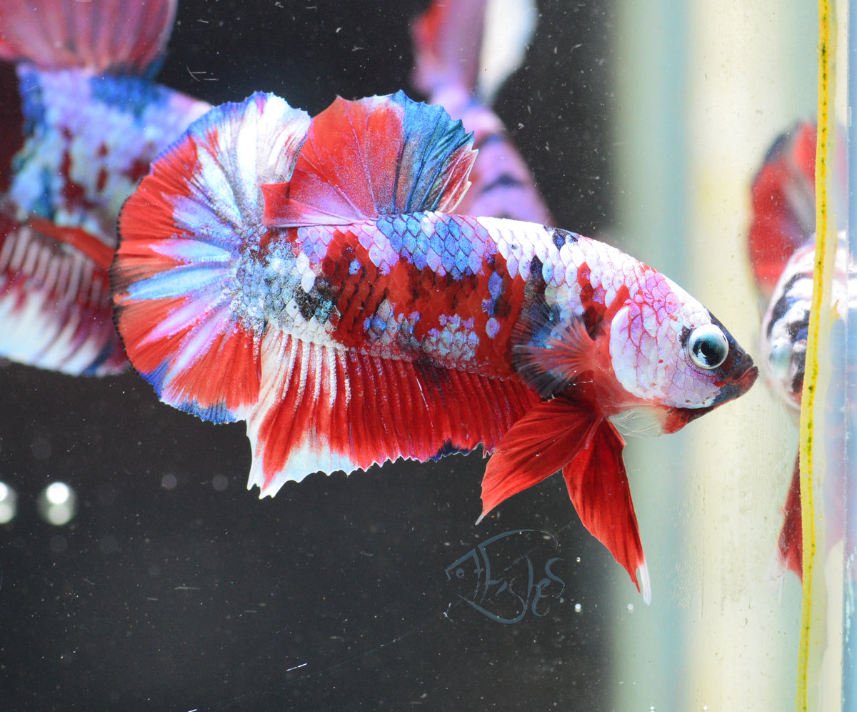 Red Snow Galaxy HMPK Male