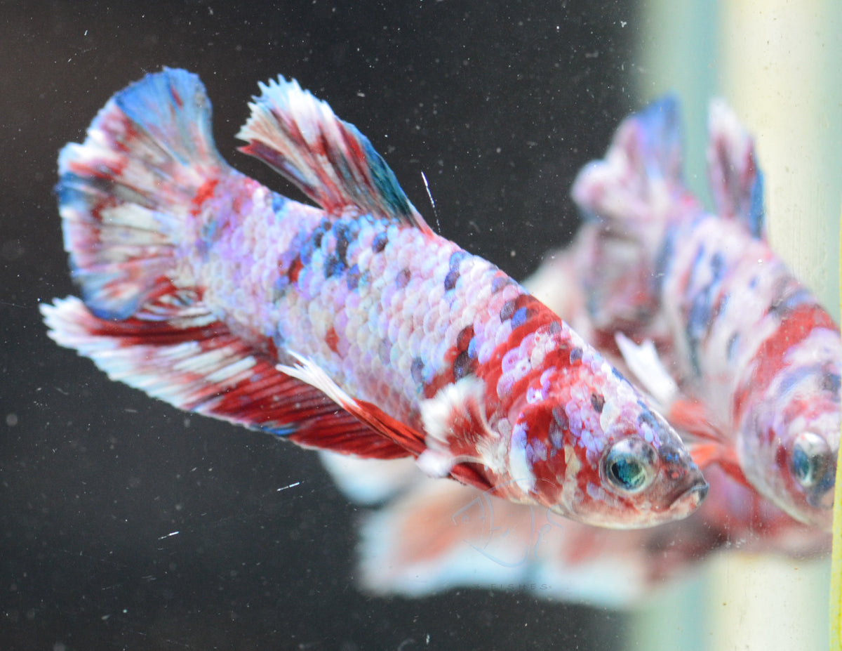 Red Snow Galaxy HMPK Male