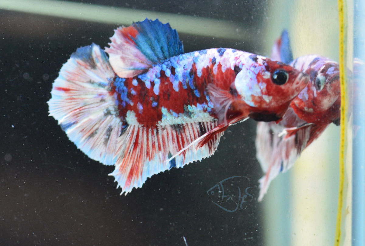 Red Snow Galaxy HMPK Male