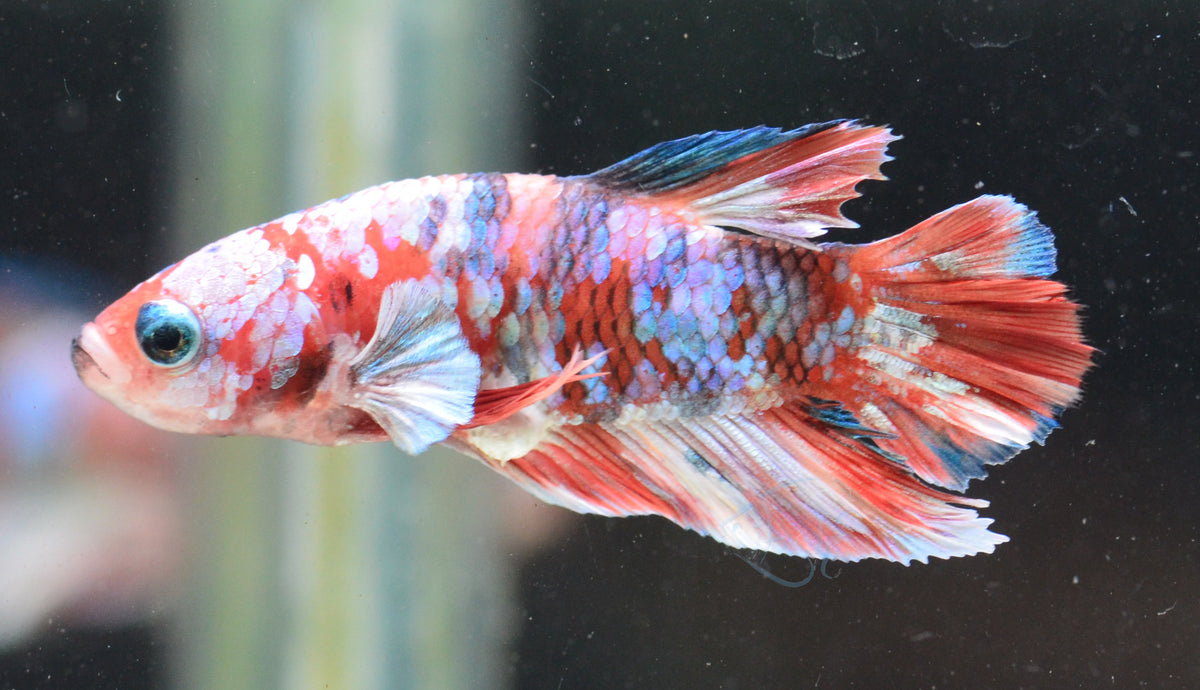 Red Snow Galaxy HMPK Male