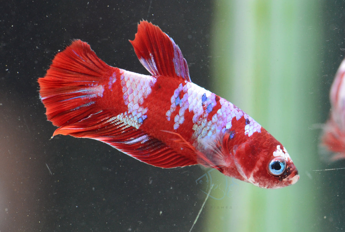 Red Snow Galaxy HMPK Male