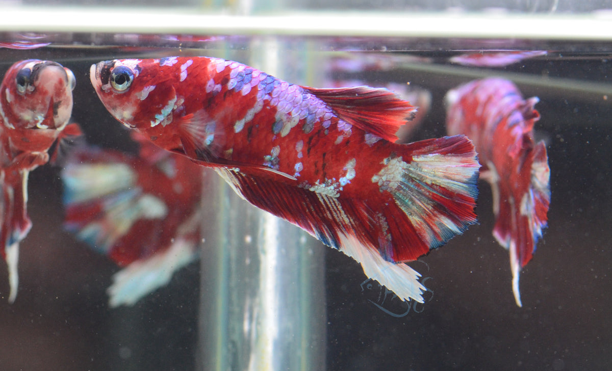 Red Snow Galaxy HMPK Male