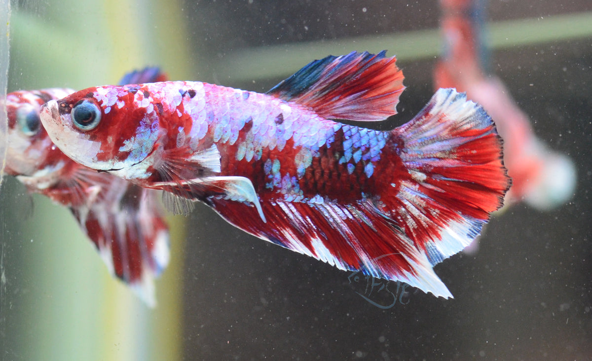 Red Snow Galaxy HMPK Male