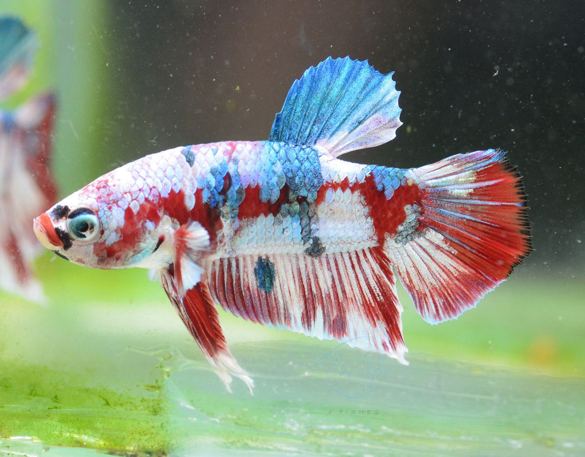 Red Snow Galaxy HMPK Male