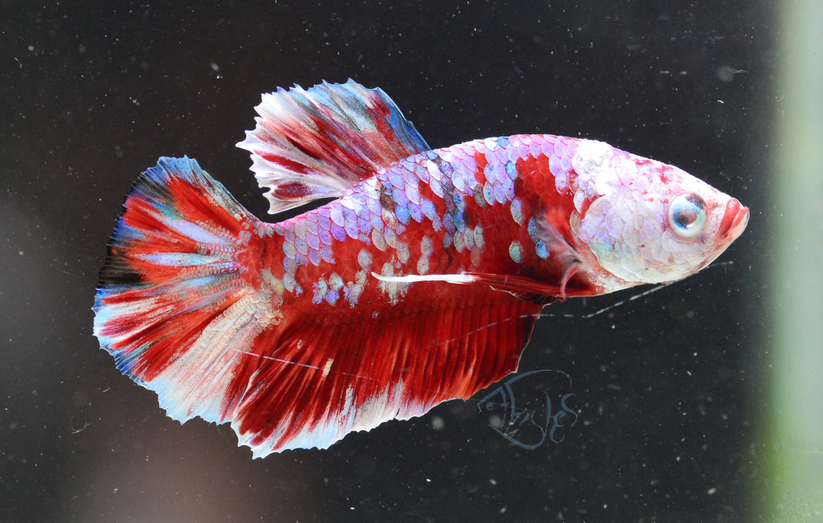 Red Snow Galaxy HMPK Male