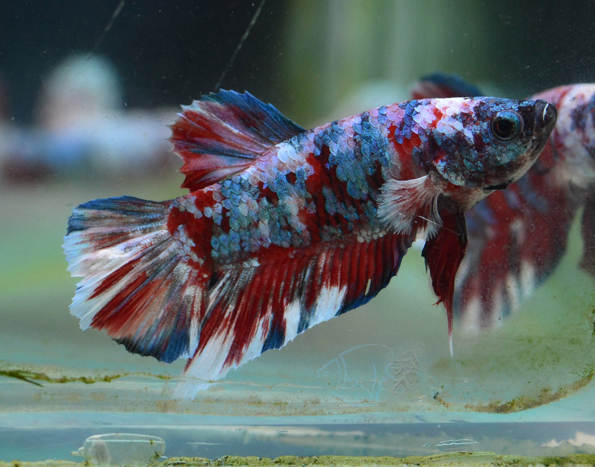 Red Snow Galaxy HMPK Male