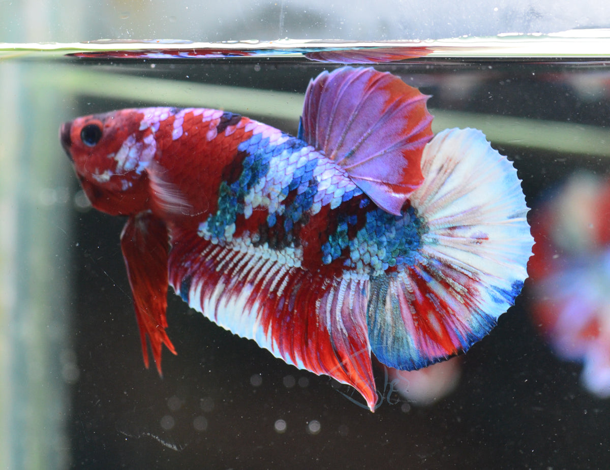 Red Snow Galaxy HMPK Male