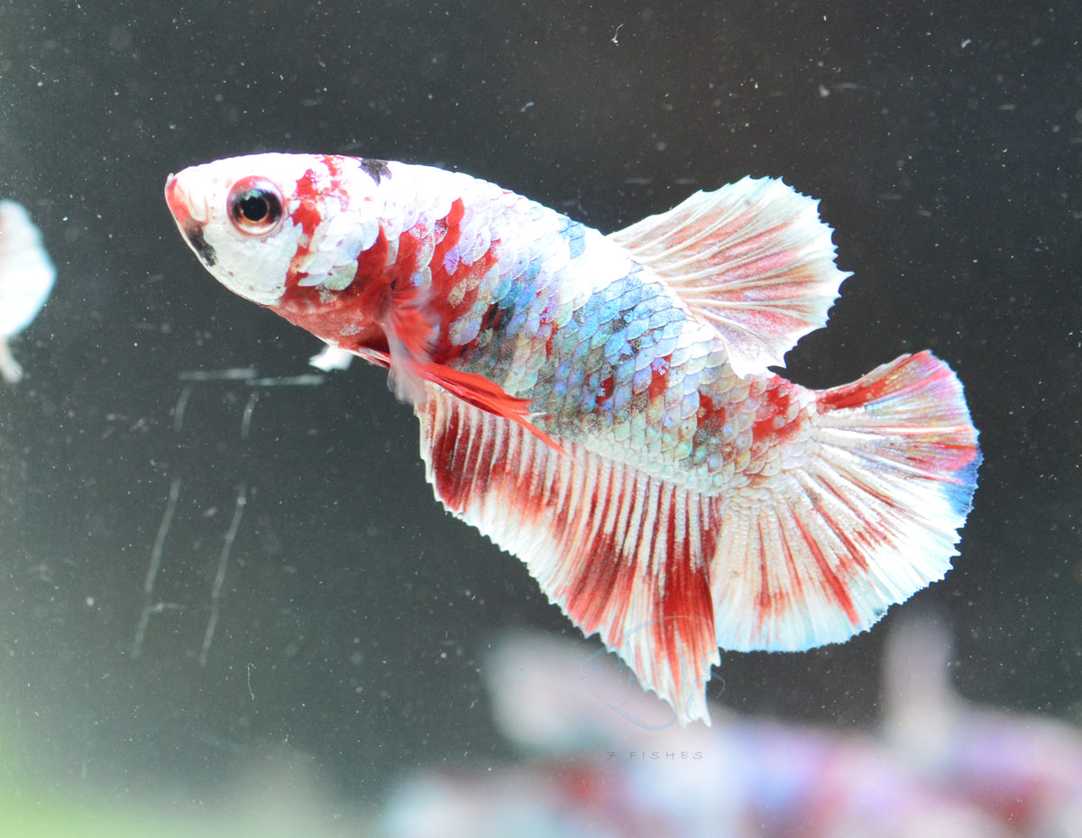 Red Snow Galaxy HMPK Male