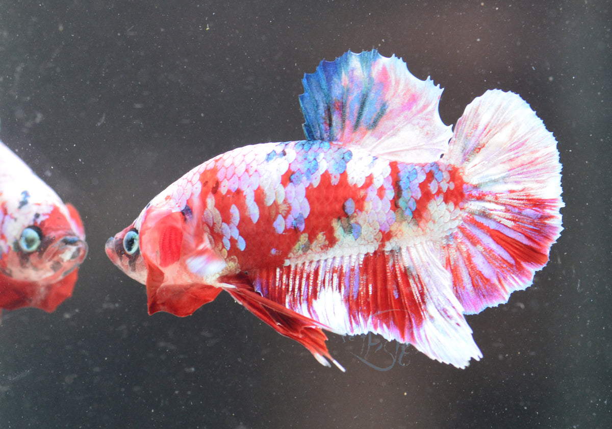 Red Snow Galaxy HMPK Male