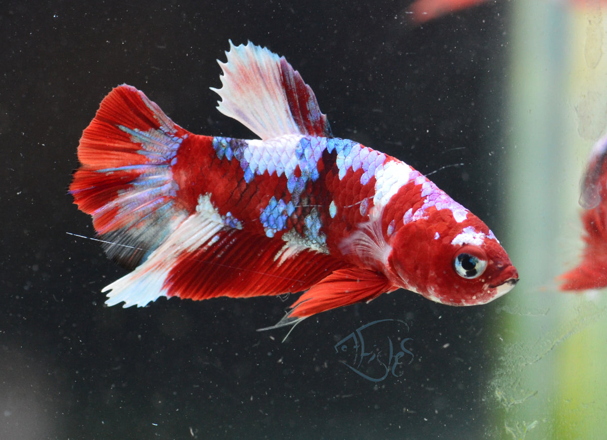 Red Snow Galaxy HMPK Male