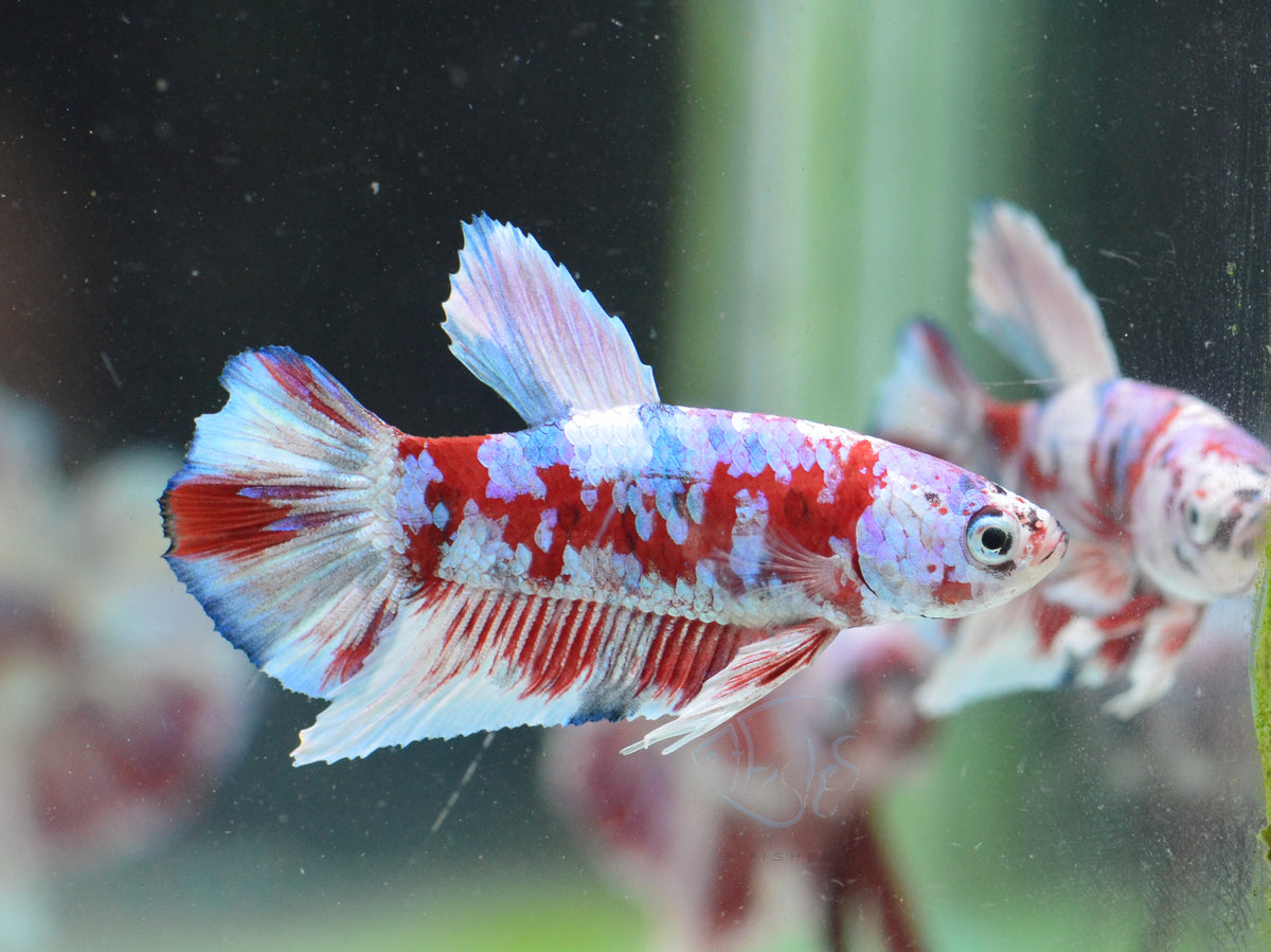 Red Snow Galaxy HMPK Male