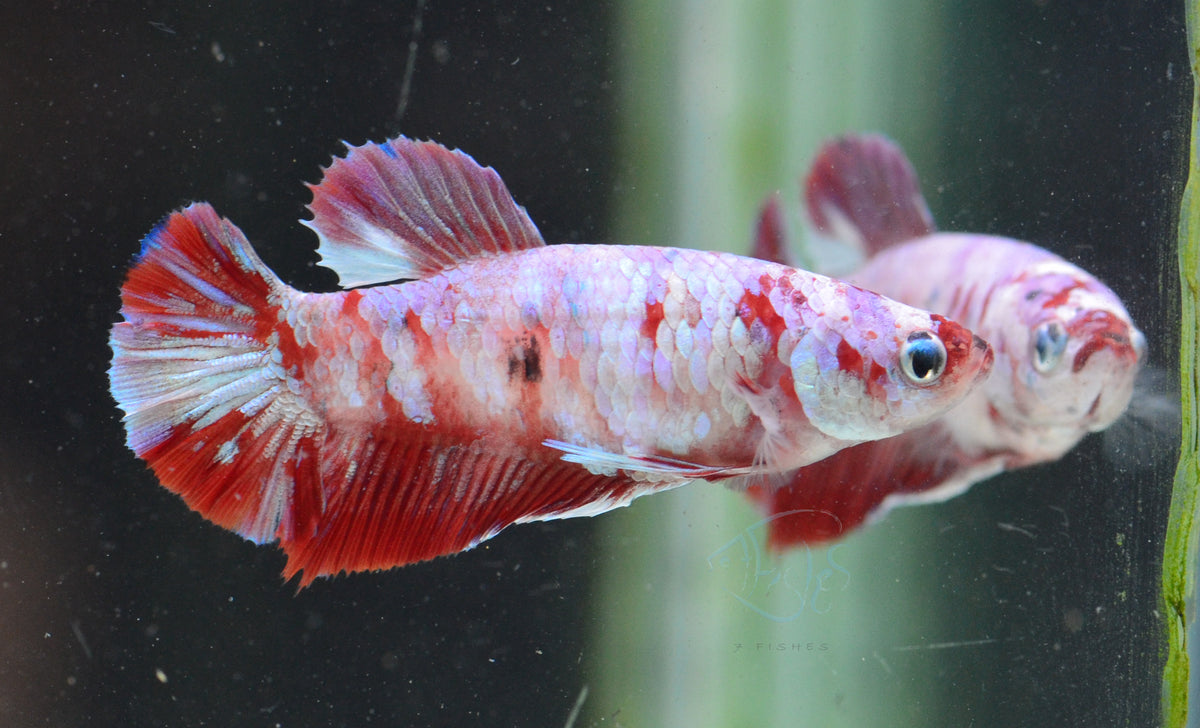 Red Snow Galaxy HMPK Female