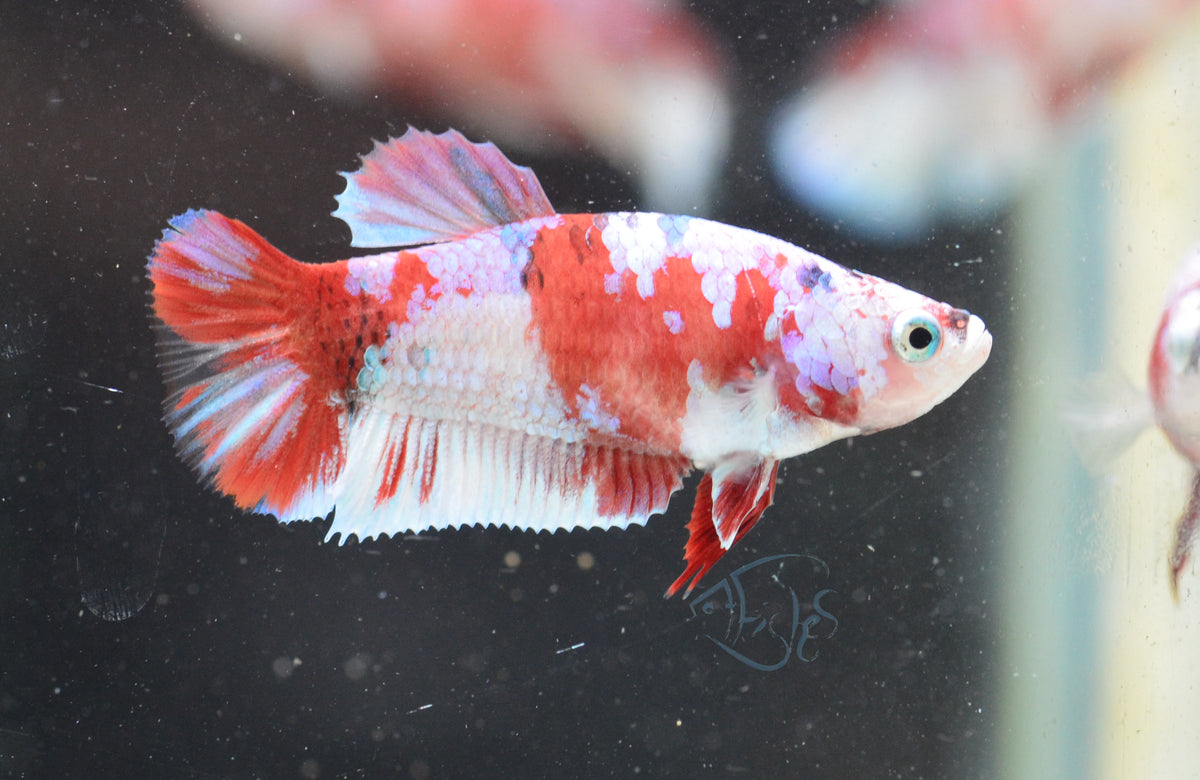 Red Snow Galaxy HMPK Female