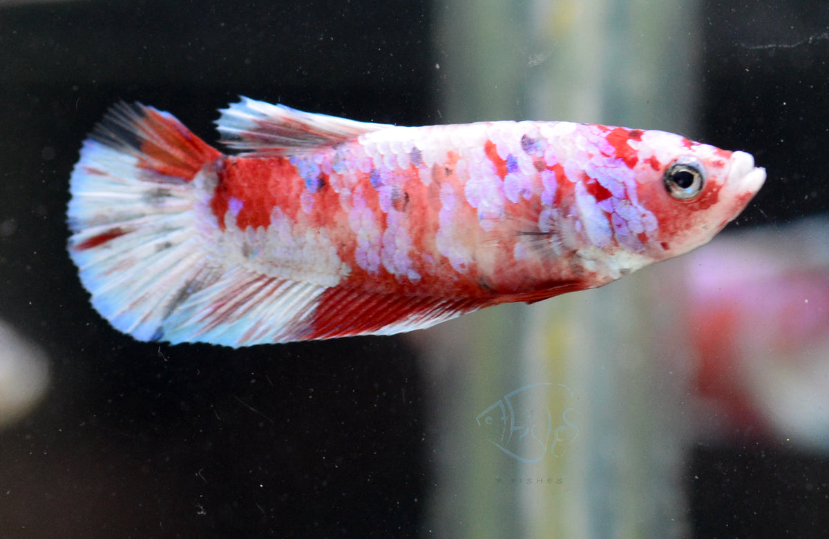 Red Snow Galaxy HMPK Female