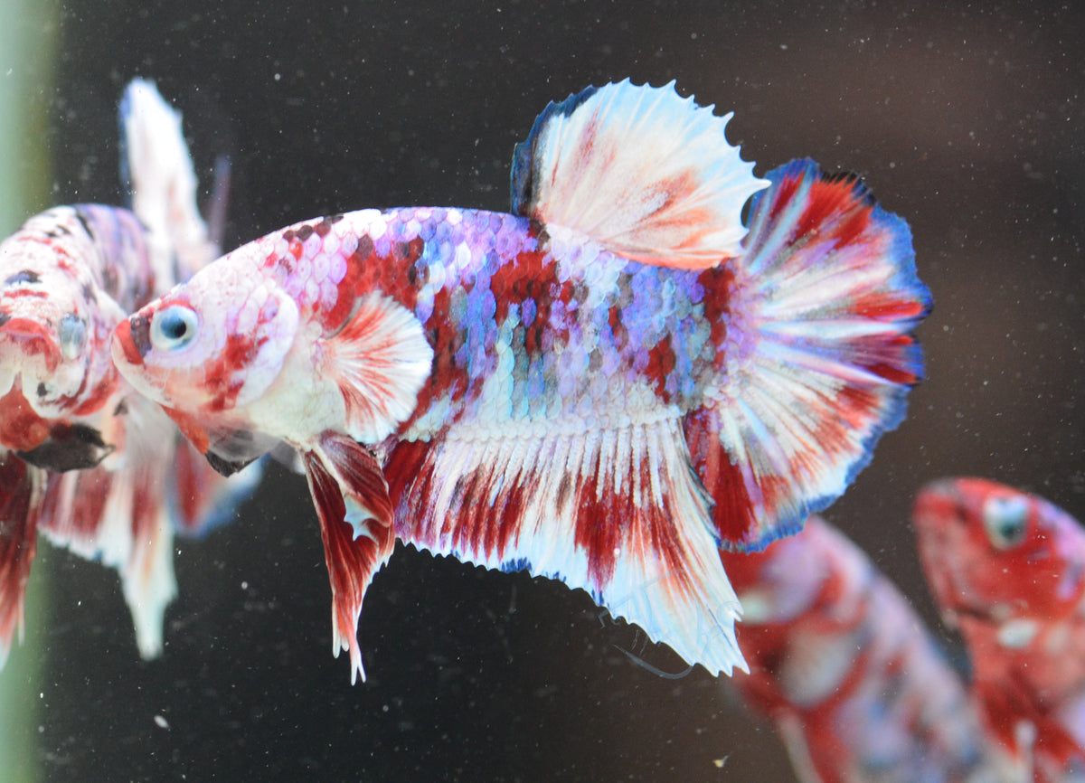 Red Snow Galaxy HMPK Male