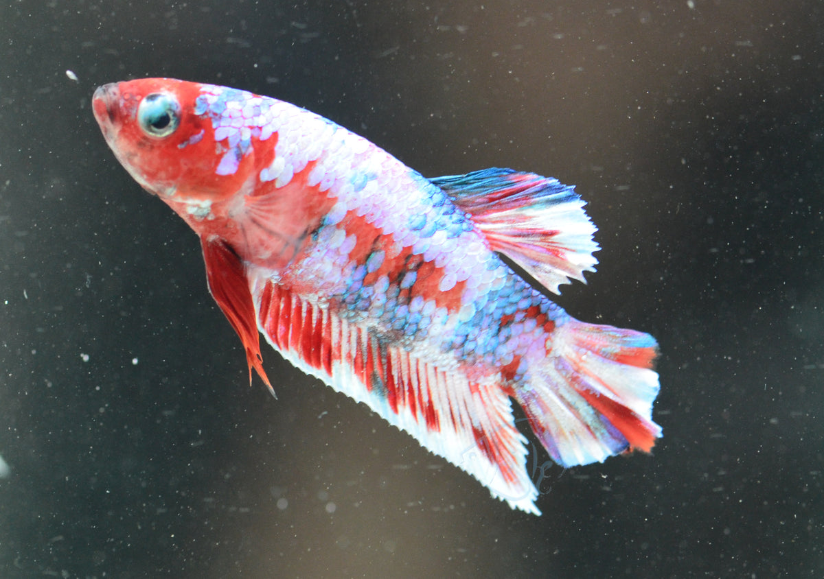 Red Snow Galaxy HMPK Male