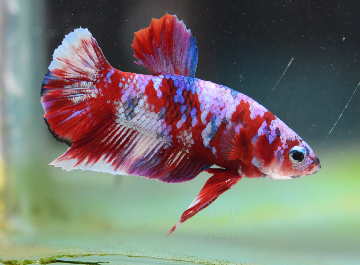 Red Snow Galaxy HMPK Male