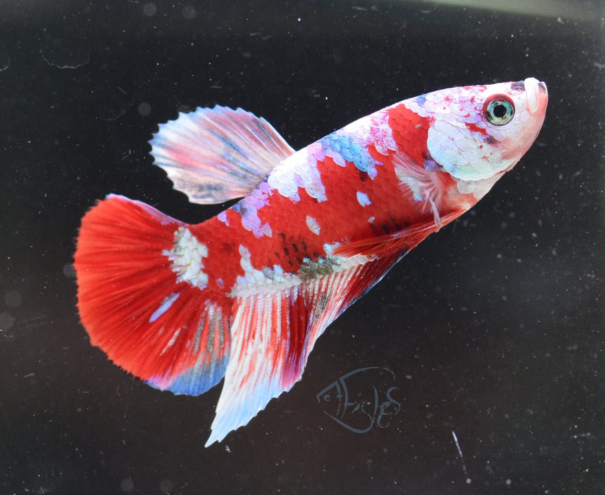 Red Snow Galaxy HMPK Male