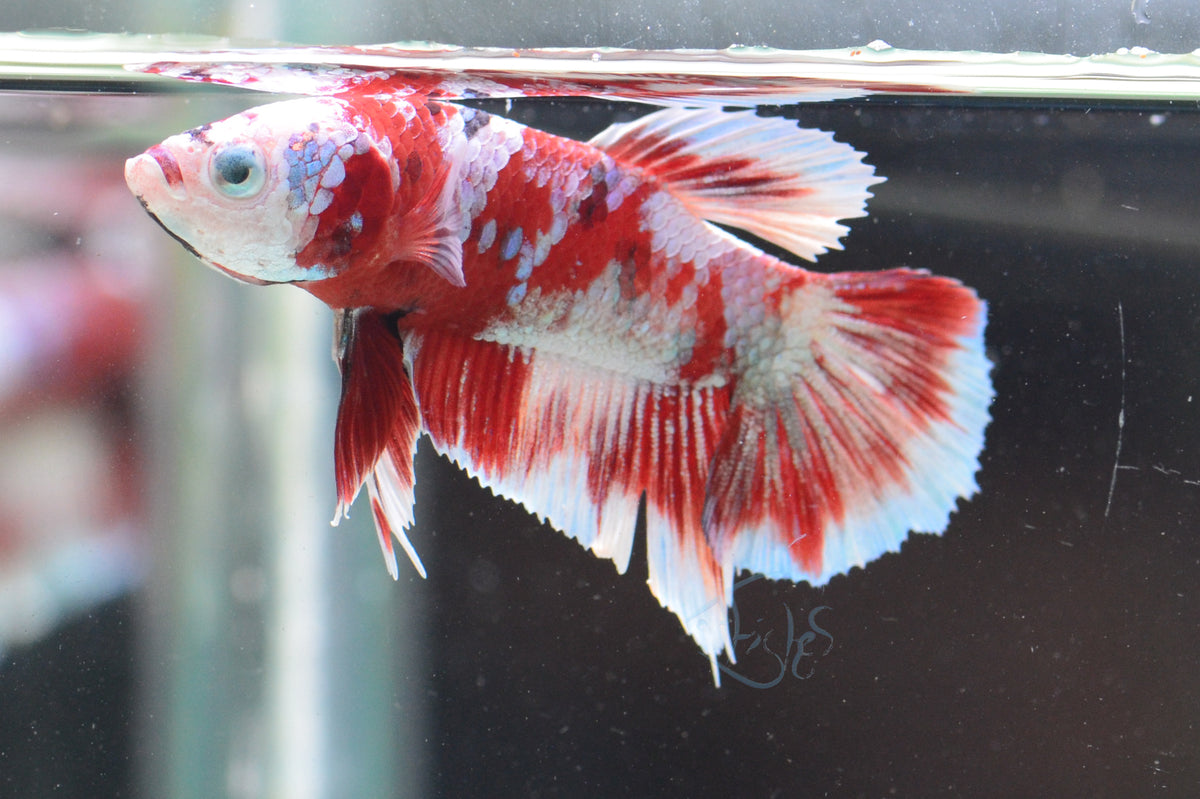 Red Snow Galaxy HMPK Male