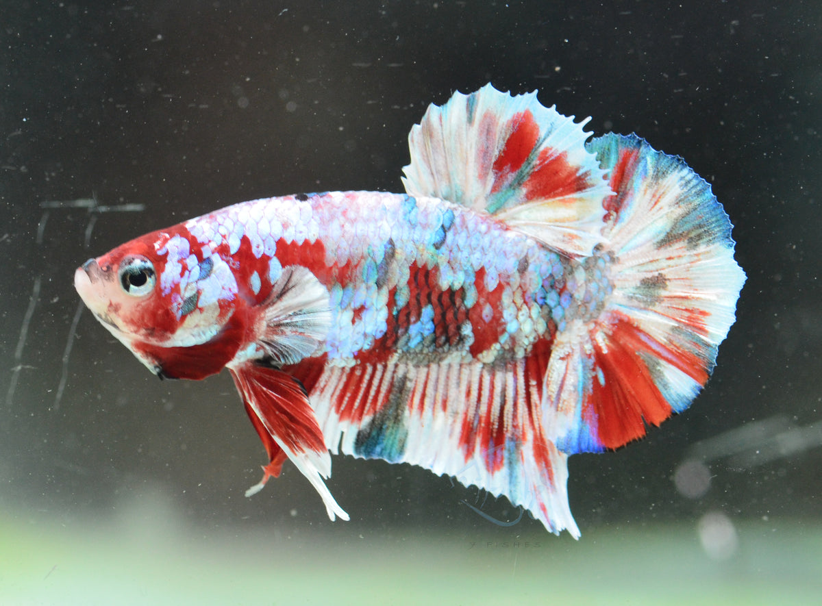 Red Snow Galaxy HMPK Male