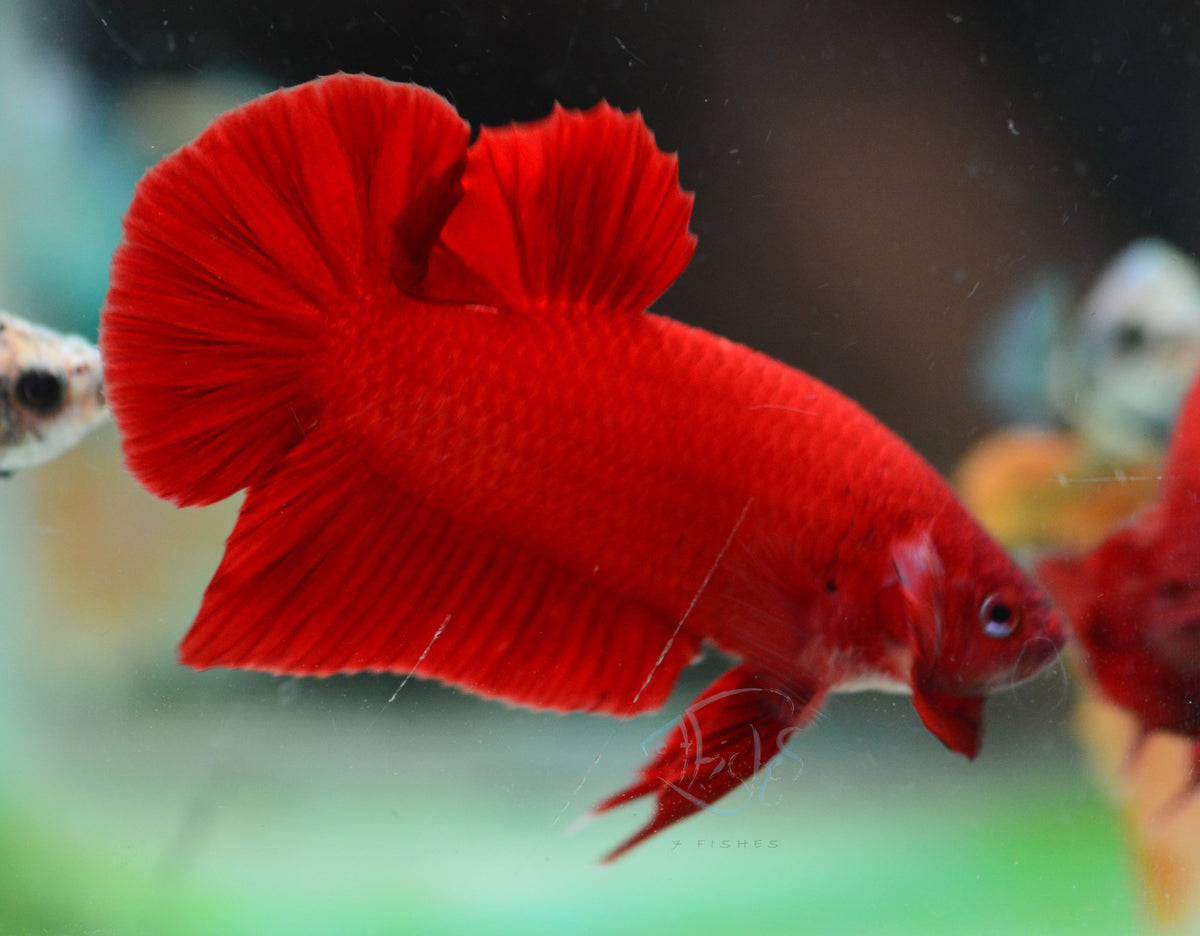 Red HMPK Male