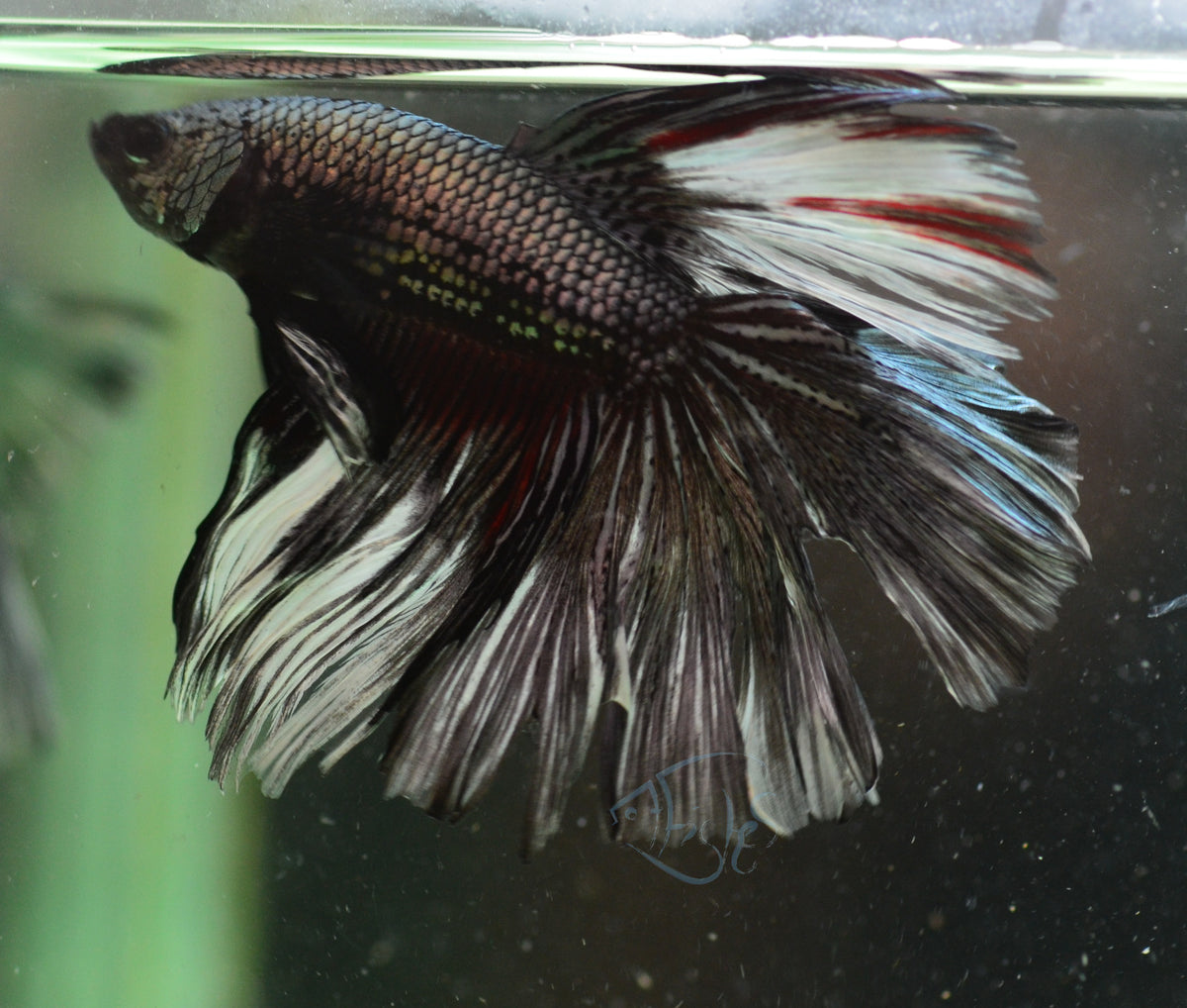 Copper Black Halfmoon Male