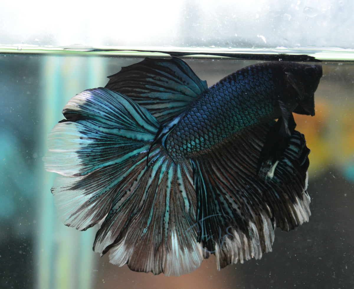 Blue Black Halfmoon Male