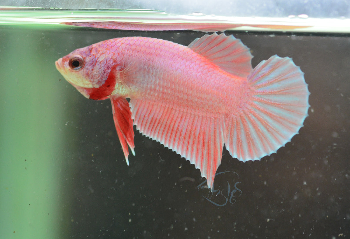 Unicorn HMPK Male