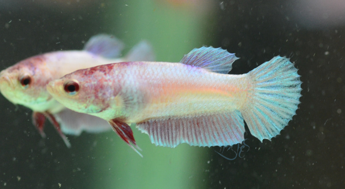 Unicorn HMPK Female