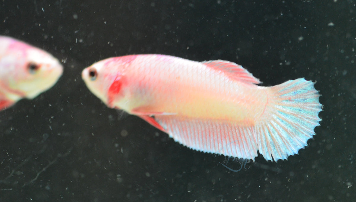 Unicorn HMPK Female