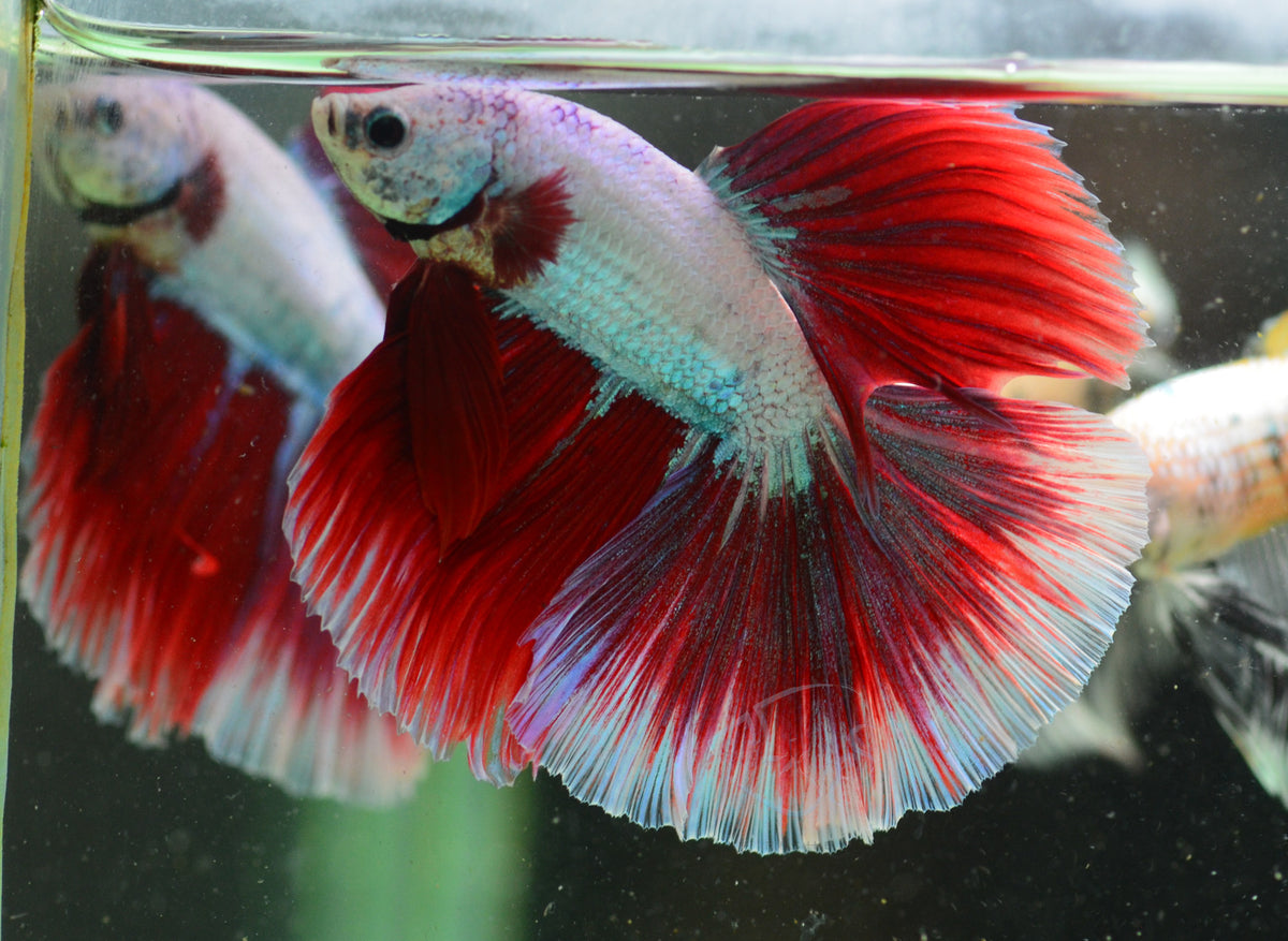 Red Purple Dragon  Halfmoon Male