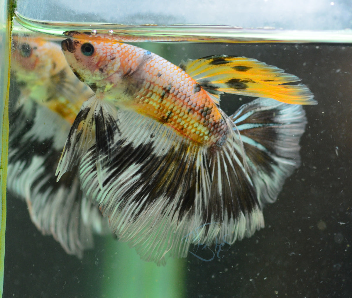 Copper Yellow Koi Halfmoon Male