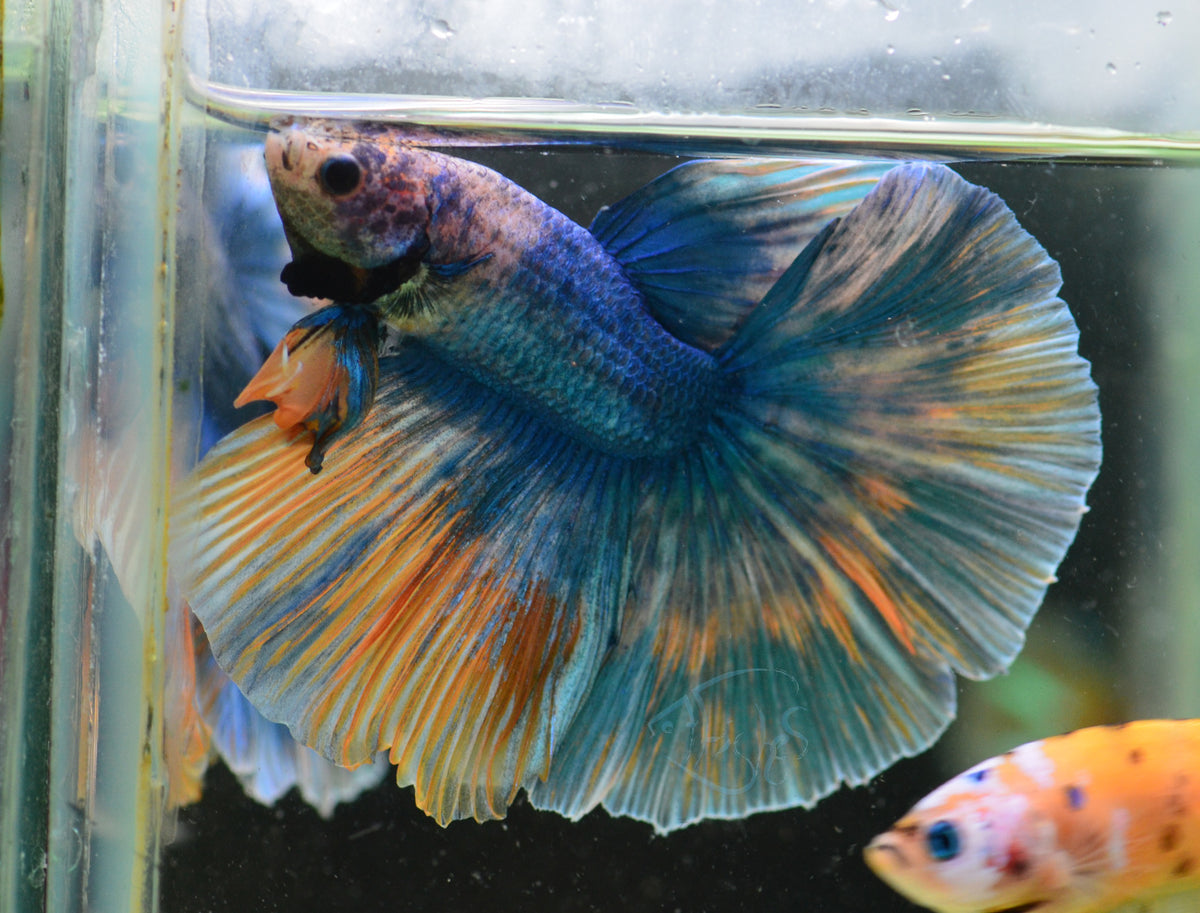 Pastel Blue Halfmoon Male