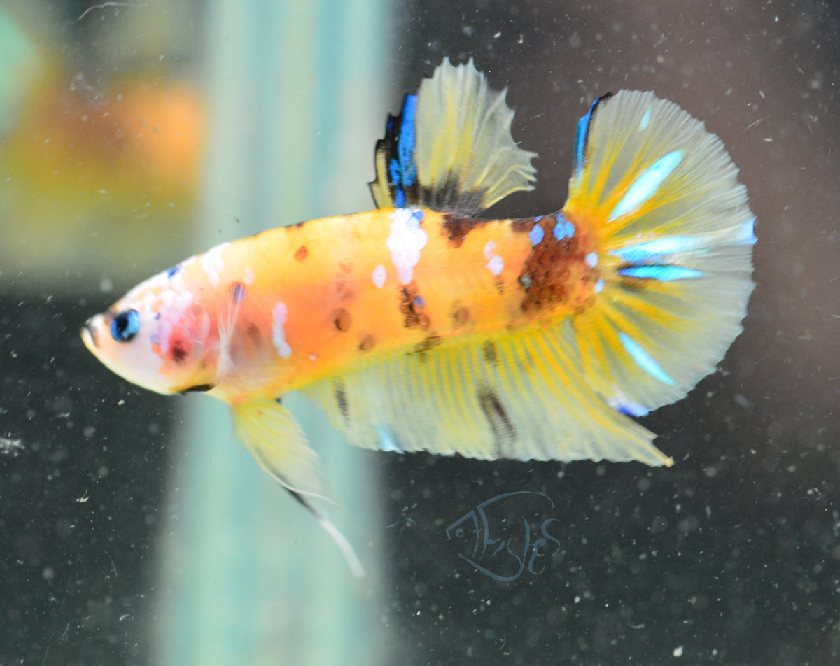 Yellow Koi HMPK Male