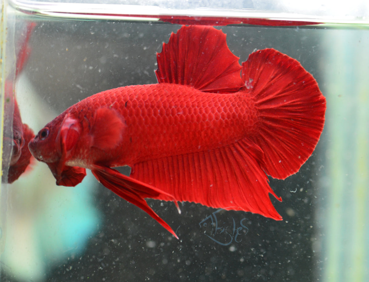 Red HMPK Male