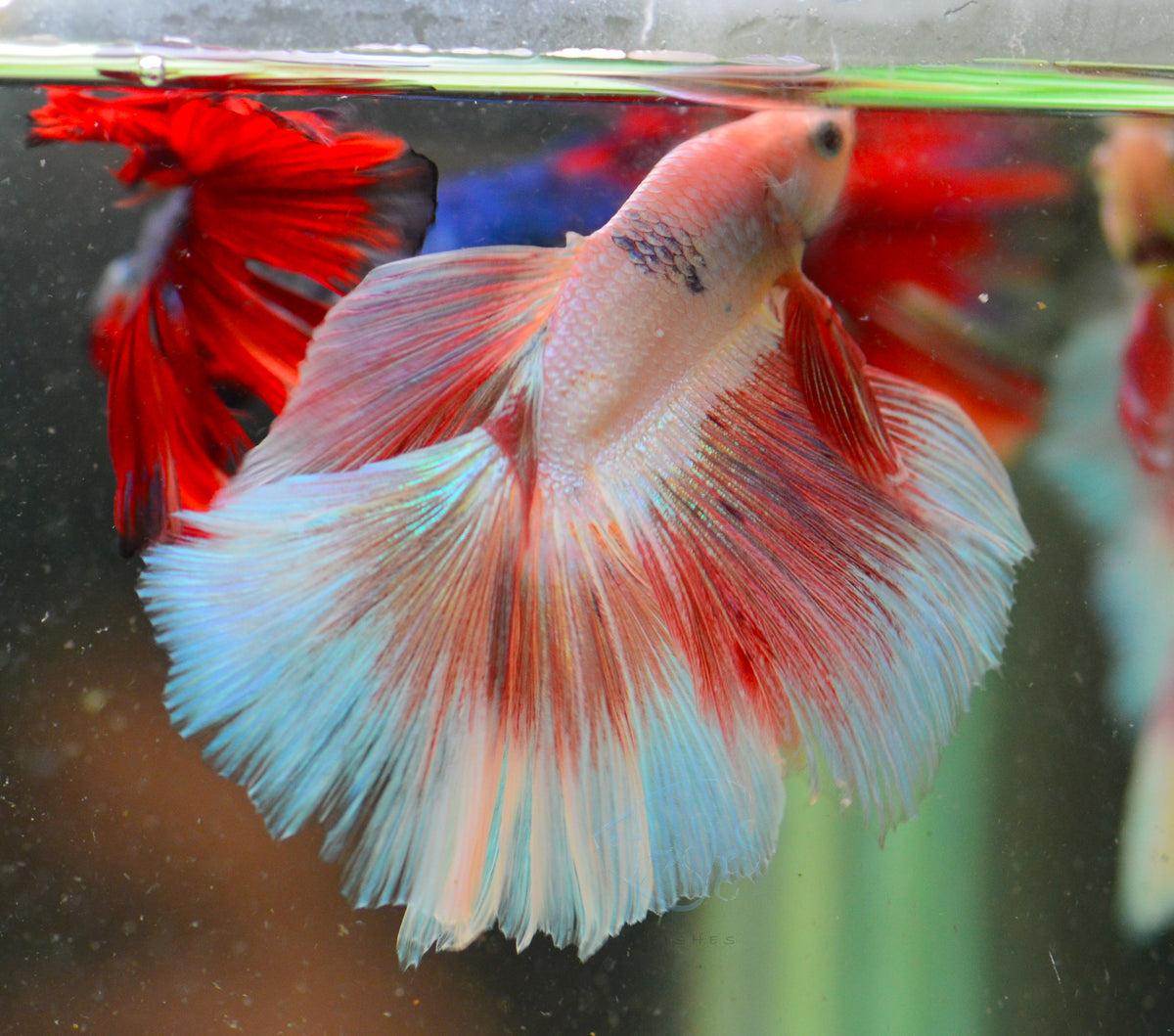 Pink Orange Halfmoon Male