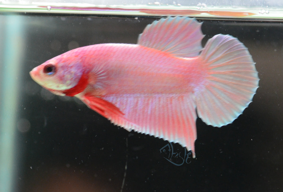 Unicorn HMPK Male