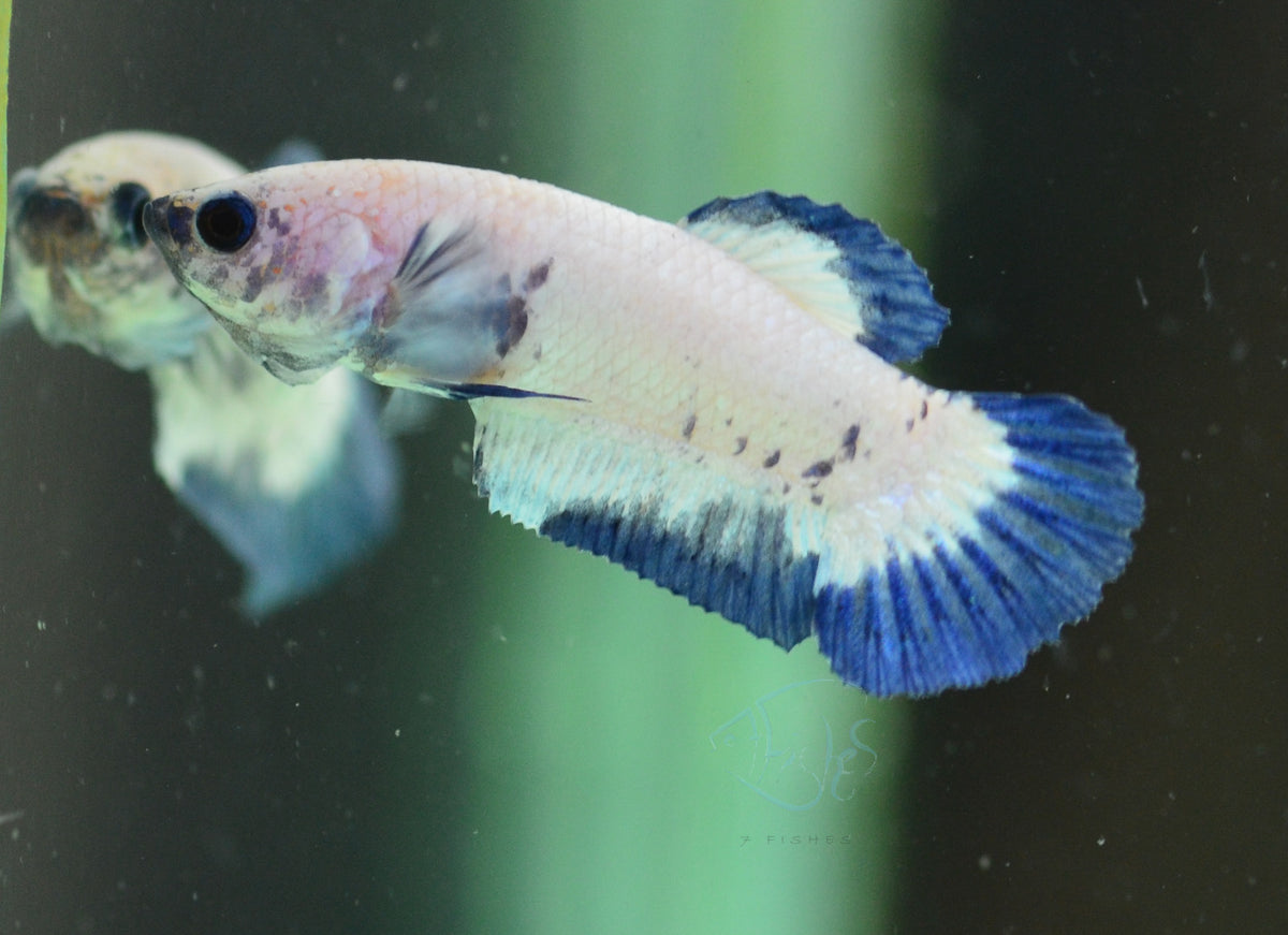 Blue Rim HMPK Female