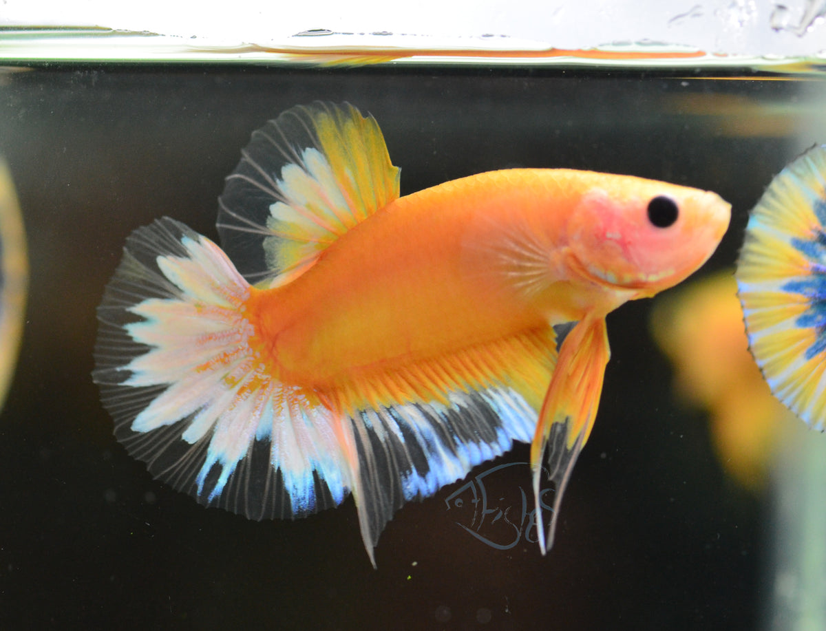 Yellow Hellboy HMPK Male
